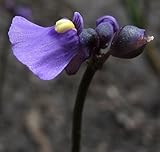 Utricularia volubilis - Twining Bladderwort - 3 seeds