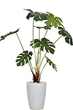 DORIS 観葉植物 光触媒 【モンステラ 57cm】 フェイクグリーン インテリア 陶器鉢 水やり不要