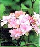 あじさい 苗 ヤマアジサイ 【 羽衣の舞 】 5号ポット苗 山紫陽花 山アジサイ 庭木 落葉樹 低木