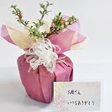 【母の日】かわいいミニ長寿梅の盆栽 ラッピング メッセージカード、説明書&肥料付
