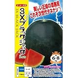 スイカ 種 【 3Xブラックジャック 】 種子 小袋（約8粒）