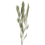 東京堂 ドライフラワー  モシャモシャ・コアラファーン  ナチュラル DE017722