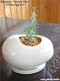 ローズマリー“モーツァルトブルー”/ ホワイトエッグポット / Rosemary‘Mozart Blue / White Egg Pot / インテリアハーブ / 鉢植え