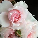 バラ苗 モニークダーヴ 国産大苗オリジナル角鉢7号 返り咲き ピンク系 ギヨーローズ（フレンチローズ）