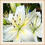 100pcs.True lily flower,(not lily bulb),Faint scent,bonsai pot plant for home garden