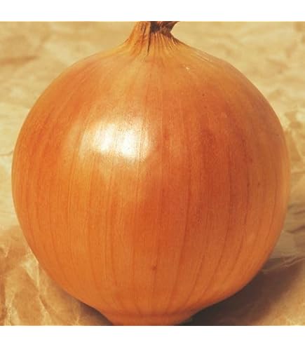 【野菜球根】ホームたまねぎ赤１０球☆ポンと置くだけ！玉ねぎ苗より手軽に簡単栽培❣ Amazon.co.jp: 野菜球根 ホームたまねぎ赤50球☆ポンと置くだけ