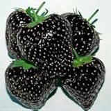 Black strawberry - Black strawberry - 30 seeds