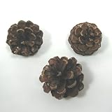 松ぼっくりS　３個入り【実】【ドライ】【木の実】