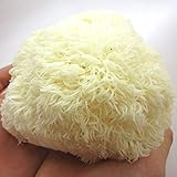 最上まいたけ 山伏茸 12個セット