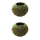 B Blesiya ミニ盆栽　　モスボール　植物鉢　植物ホルダー　観葉植物 　多幸の木 鉢植え 　２個