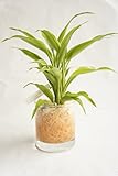【業界初!!!!　純国産ひのきを使用した観葉植物。お部屋に広がるひのきの香りで癒しの空間に。】　ハイドロカルチャー　観葉植物　サークルL　ひのき