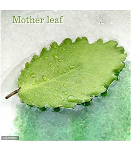 【月末20％オフセール】 マザーリーフ セイロンベンケイソウ 抜き苗発送 マザーリーフ セイロンベンケイソウ 抜き苗発送 手渡し