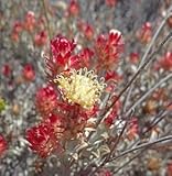 Syncarpha dregeana - everlasting - 10 seeds