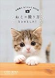 ねこの撮り方まとめました！