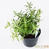 イングリッシュ ラベンダー 【苗】 ９ ｃｍ ポット ＜当店は 苗 種 鉢 培養土 ニーム の専門店＞