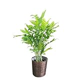 高性チャメドレア 観葉植物 鉢カバー付 ヤシの木 日陰や寒さに強い やしの木 インテリア