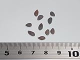 【松の種】イガゴヨウ 種子 10粒 Rocky mountain bristlecone pine 10 seeds