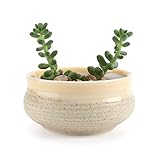 T4U 7CM 陶器鉢 シュガーシリーズ 多肉植物 サボテン鉢 フラワーポット プランター容器 黄