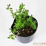 フレンチタイム 【苗】 9cmポット ＜当店は 苗 種 鉢 培養土 ニーム の専門店＞