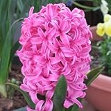 ヒアシンス球根　テープ巻（水栽培）　桃色　　１球入