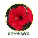 父の日ギフト　 情熱のハイビスカス5号鉢！【赤色系】同梱不可 *関東甲信越地域以外は出荷地からの関係で別途送料が発生します