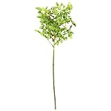 コリアンダー FXLS0019GR