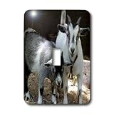 3dRose LLC lsp_1068_1 Pygmy Goat, Single Toggle Switch