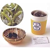 【ビール型ポットで育てる ソラマメ！】そらまめ栽培セット×２個セット