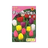 秋植え球根 お徳用 チューリップ 10球入 混合 (540248)