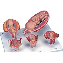 PNATOMY 胎児模型 約15cm PNATOMY 胎児模型 約15cm