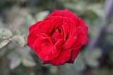 バラ苗 ブルグンド’81 大苗 木立バラ 四季咲き 赤色 強健 薔薇 バラ苗木 np