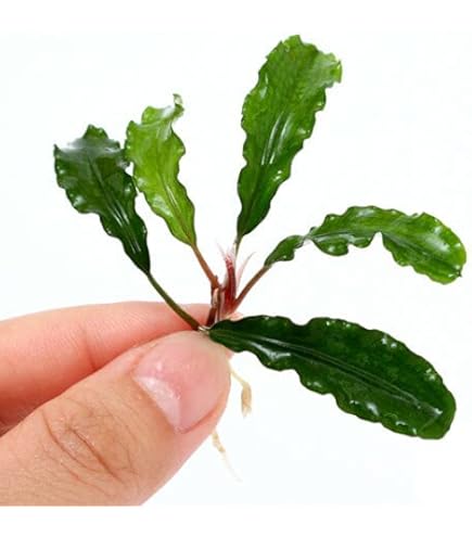 ブセファランドラ sp.ロイヤルラウンドメタリック 水上葉1株 ブセファランドラ sp.ロイヤルラウンドメタリック 水上葉1株