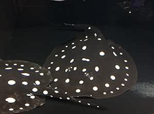 Amazon ポルカドットスティングレイ 淡水エイ 淡水エイ 観賞魚 水中生物 通販