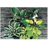 オンリーワン　植栽・大株ギボウシ　ギボウシ　5種セット　15ｃｍポットミックス　SZ3-G002
