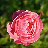 バラ苗 レイモンブラン 7号スリット大苗 デルバール (Del) ピンク 強香 強健 薔薇 バラ苗木