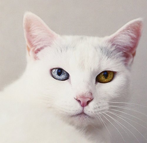 月と太陽 | ケツメイシ | オリコンニュース（ORICON NEWS）