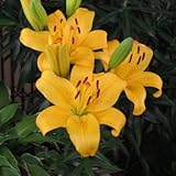 ＬＡユリ球根　イエローダイアモンド　　２球入