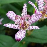 [ ホトトギス ] 百恵 （ ももえ ）