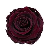 KIARA プリザーブドフラワー ローズ Ｌサイズ/5-5.5cm (8輪入り)　バーガンディ