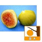鉢植え果樹　イチジク：ザ・キング8号鉢植え[夏果専用種] ノーブランド品
