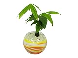 花市場直送便 パキラ(カラーサンド植え) バブルボール10cm 黄色/オレンジ