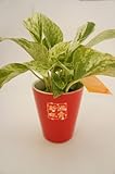 お正月の玄関の飾りに♪　お正月用観葉植物　カラフル陶器鉢　赤　お正月シール付き