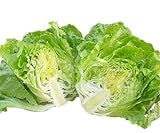 レタス 苗 炒チャオ ちゃおちゃお 5ポットセット