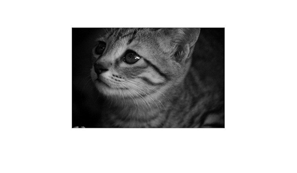 Amazon  ポストカード「猫の子供たち 子猫」モノクロ・白黒フォト 