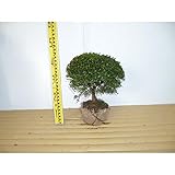 【ノーブランド品】 キンメツゲ（玉物） 樹高0.3m前後 根巻き 【4本セット】