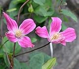 ☆クレマチスキャサリン・クランウィリアム4．5号サイズポット苗