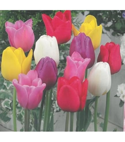 Amazon.co.jp: チューリップ ホーランドチック ユリ咲き 5球パック 秋