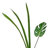 【Blooming＆me】フラワーデザイナー推薦 枯れない 高品質 上質な造花 南国な雰囲気 トロピカル グリーンラインリーフ 3本セット [並行輸入品]