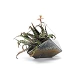 【DETAIL】Geo Terrarium　テラリウム (S)