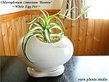 オリヅルラン・ボニー / ホワイトエッグポット / Chlorophytum Comosum Bonnie / White Egg Pot / インテリア観葉植物 / 鉢植え